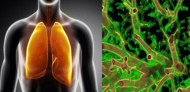 Experimental pneumology